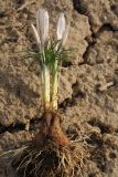 Image of taxon representative. Author is Владимир Эпиктетов