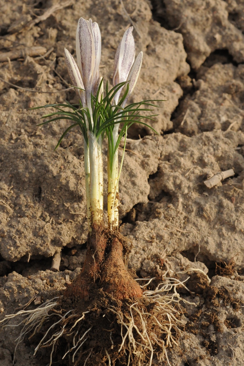 Изображение особи Crocus alatavicus.