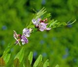 Vicia sepium. Верхушка побега с соцветиями. Московская обл., Раменский р-н, окр. ж.-д. платформы Хрипань, просека под ЛЭП. 31.05.2015.