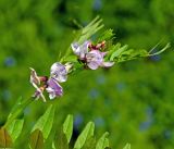 Vicia sepium