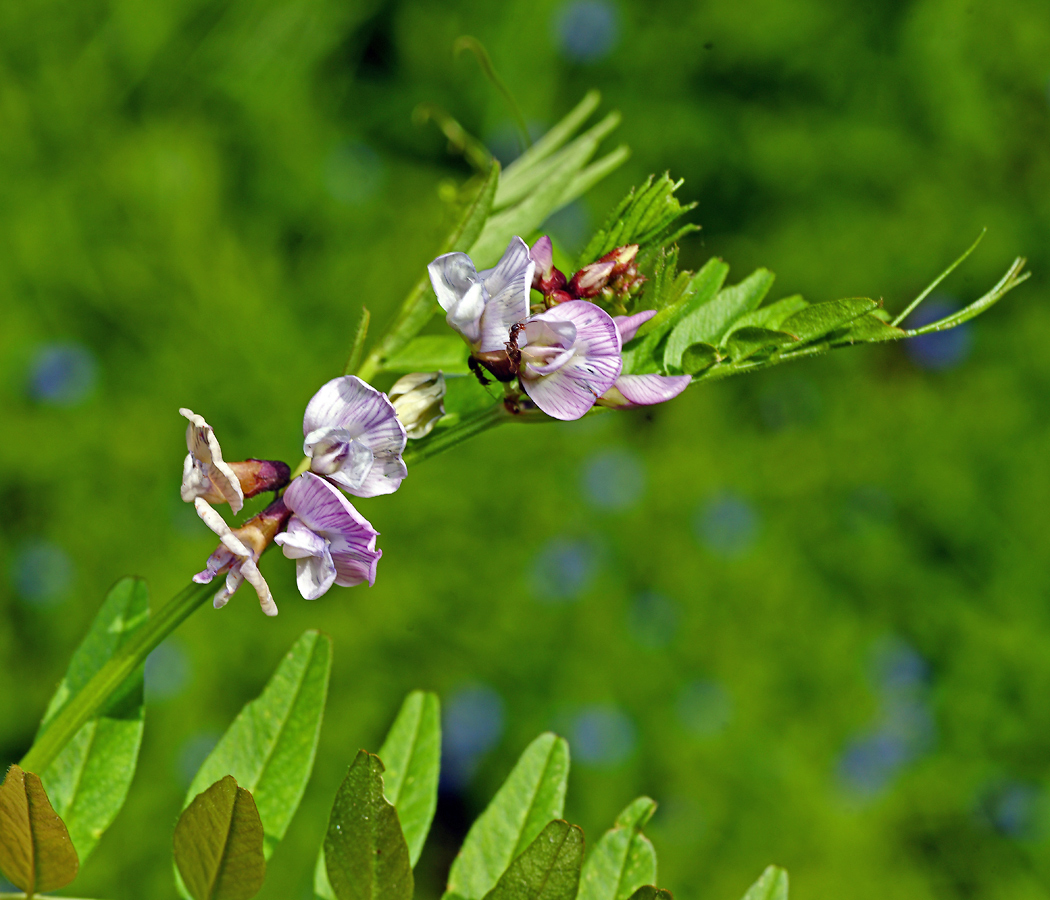 Image of Vicia sepium specimen.