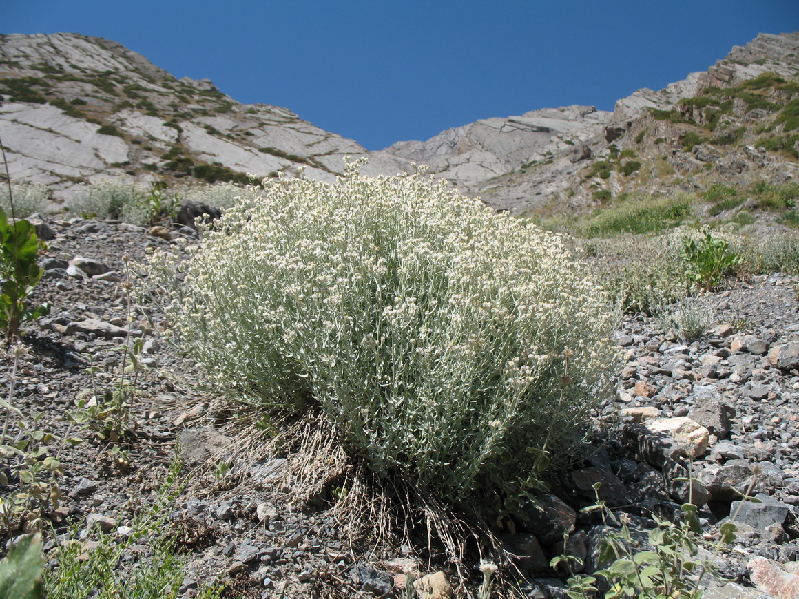 Image of Anaphalis velutina specimen.