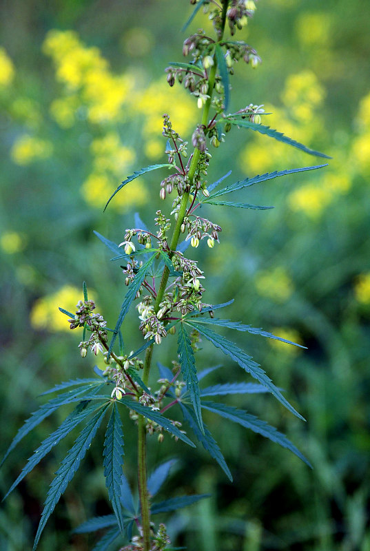 Image of Cannabis sativa var. spontanea specimen.