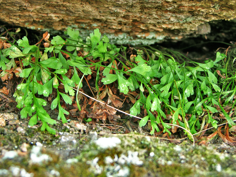 Image of Asplenium × alternifolium specimen.