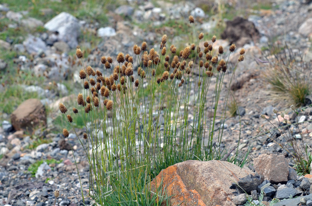 Image of genus Alopecurus specimen.