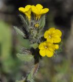 Alkanna orientalis