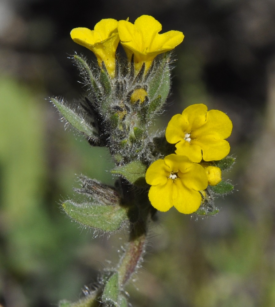 Image of Alkanna orientalis specimen.