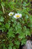 Trollius komarovii