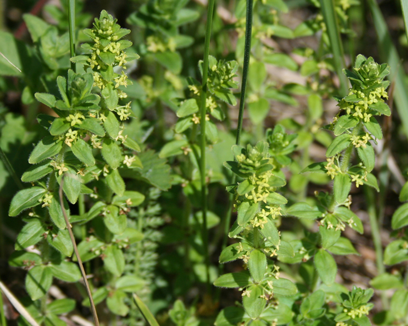 Image of Cruciata krylovii specimen.