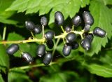 Actaea spicata