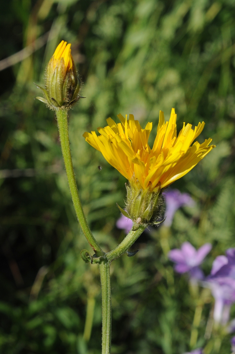 Image of Crepis sibirica specimen.