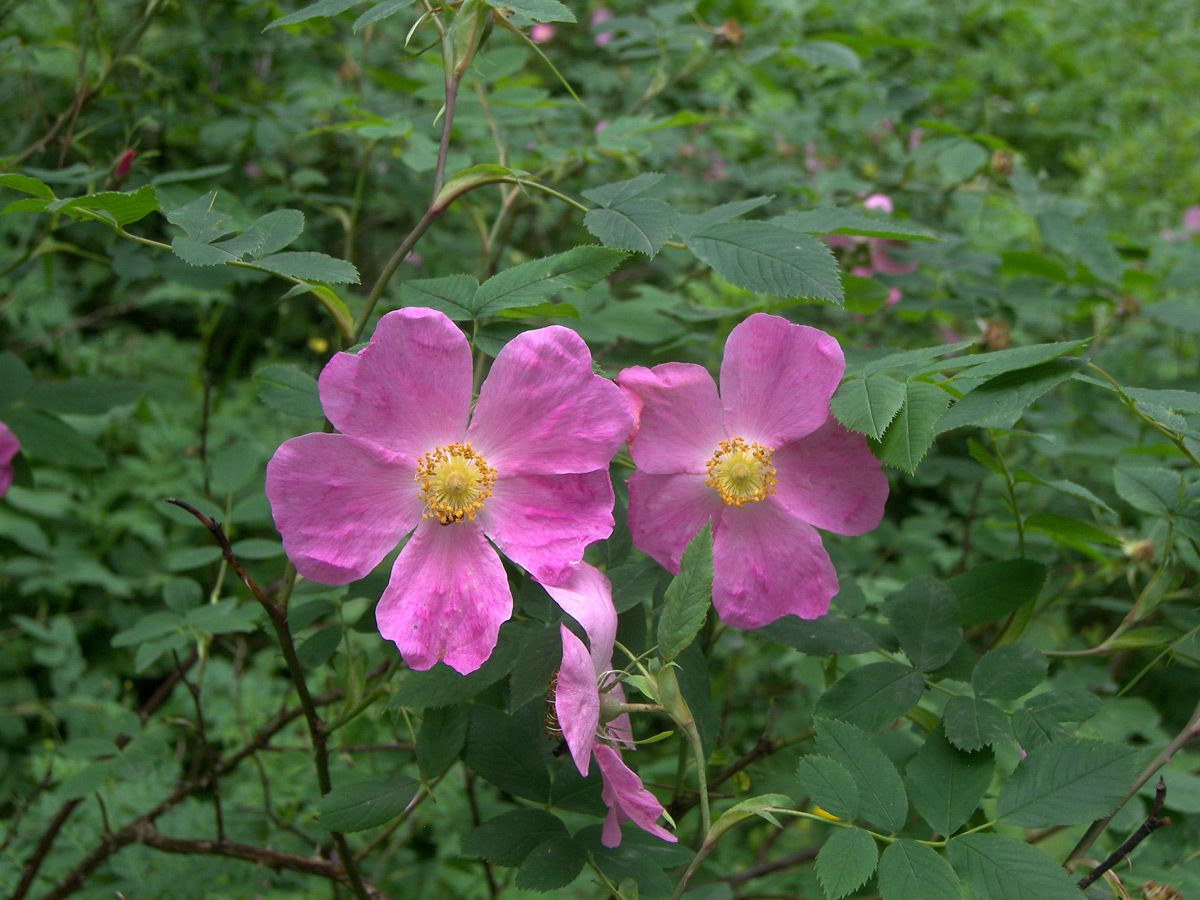Image of Rosa balcarica specimen.