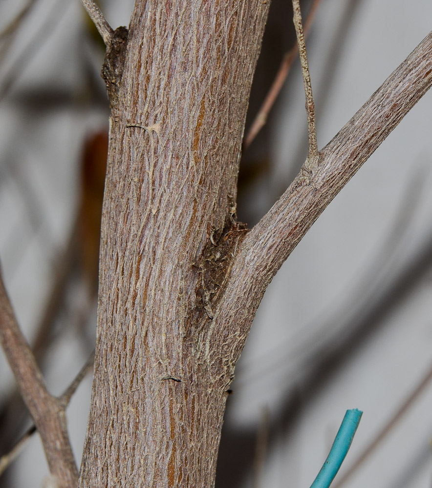 Image of Dodonaea viscosa specimen.