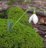 Galanthus alpinus