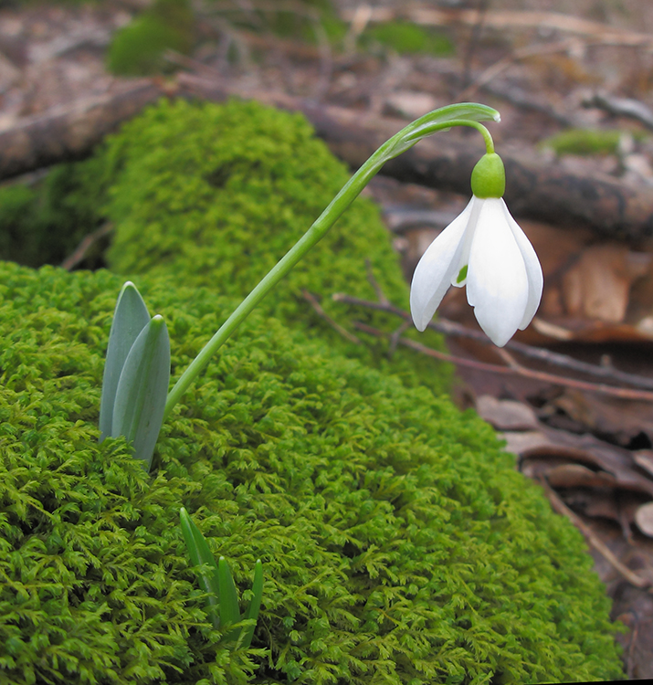 Изображение особи Galanthus alpinus.