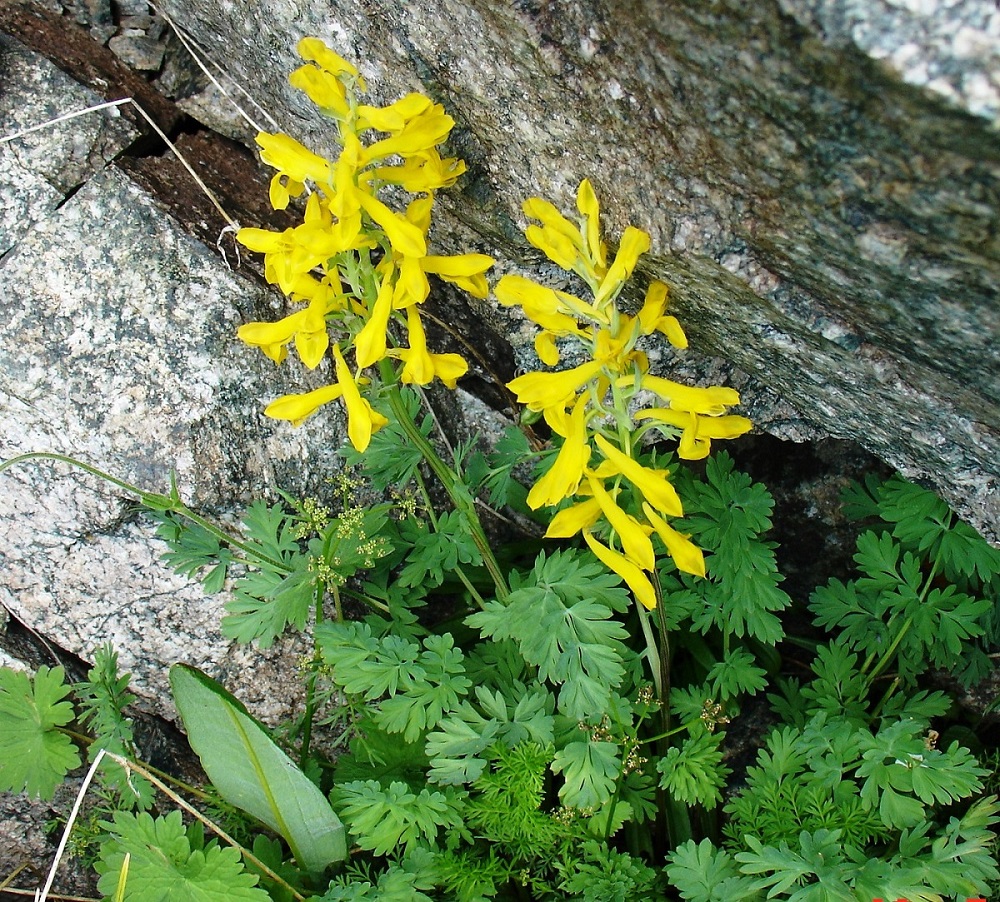 Изображение особи Corydalis gortschakovii.