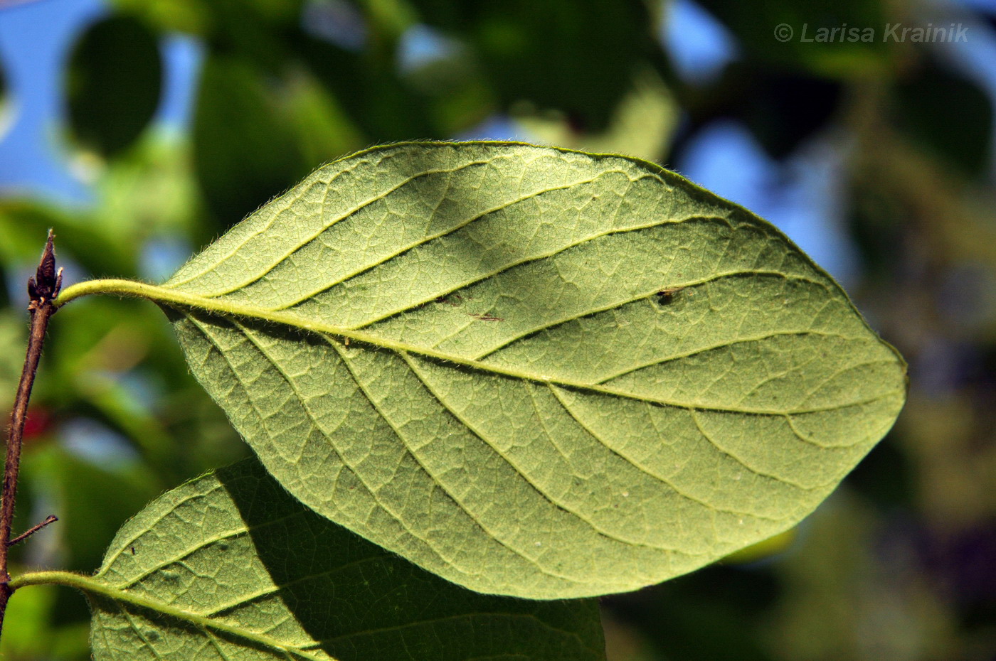 Image of Lonicera xylosteum specimen.