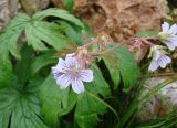 Geranium krylovii