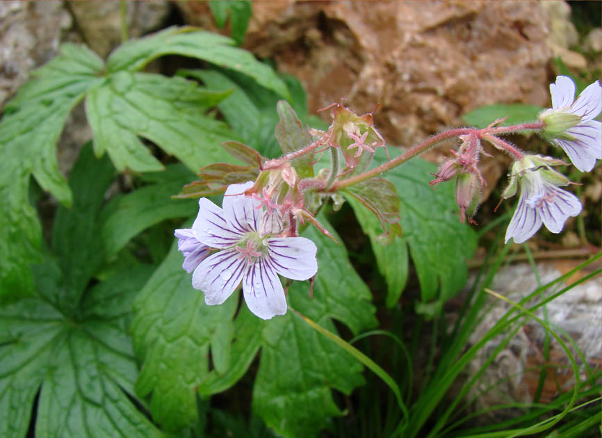 Image of Geranium krylovii specimen.