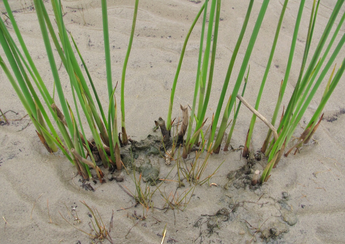 Image of Schoenoplectus tabernaemontani specimen.