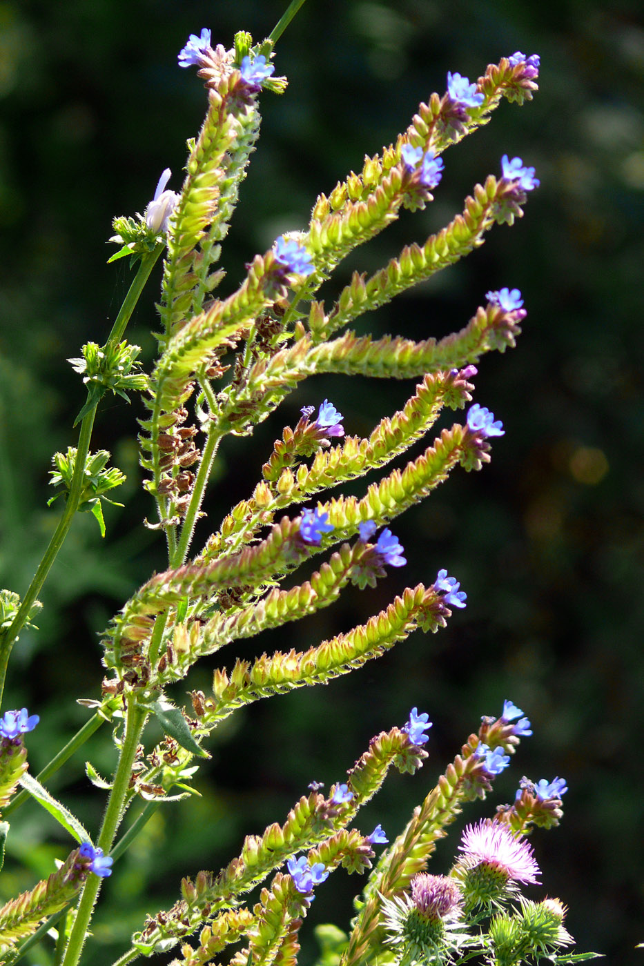 Изображение особи Anchusa procera.