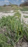 Hierochloe repens. Цветущее растение. Воронежская обл., Лискинский р-н, окр. с. Дивногорье. 02.05.2015.