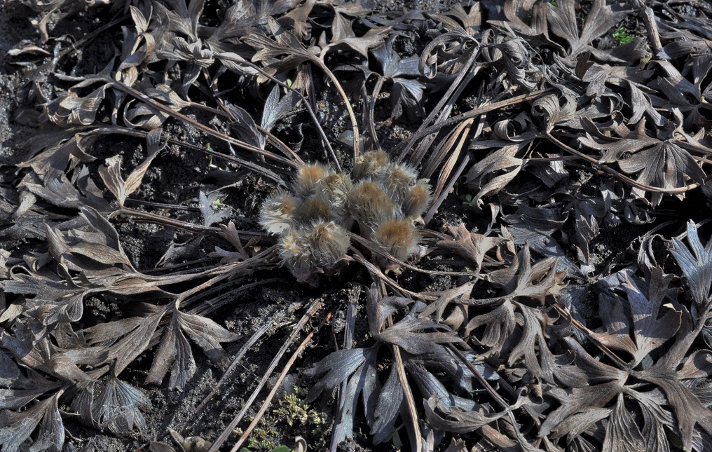 Image of Pulsatilla patens specimen.