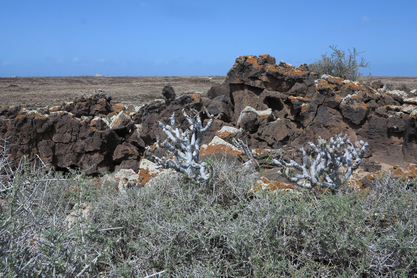 Image of Kleinia neriifolia specimen.