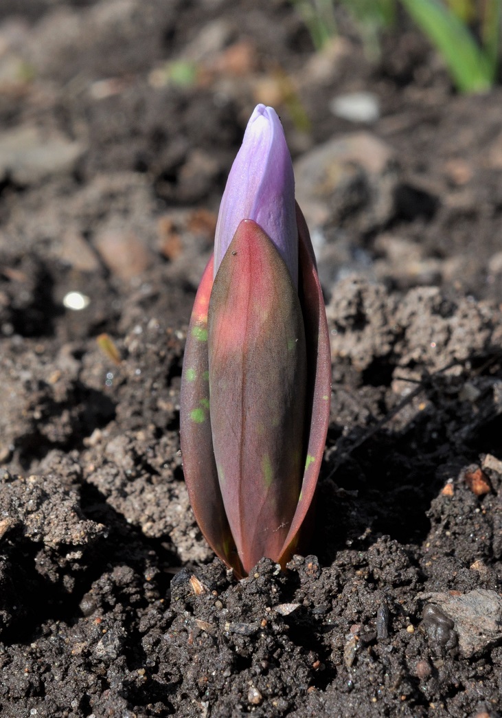 Изображение особи Erythronium sibiricum.