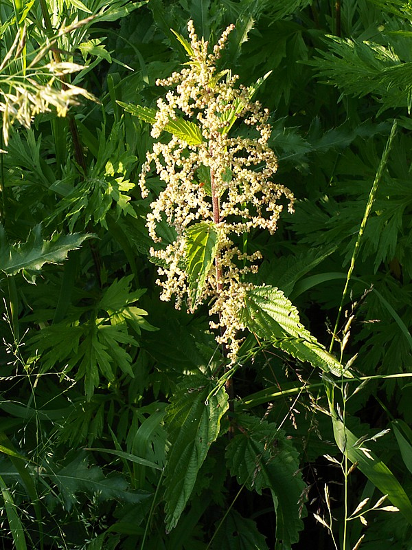 Изображение особи Urtica dioica.