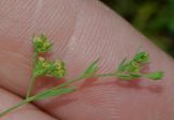 Bupleurum semicompositum