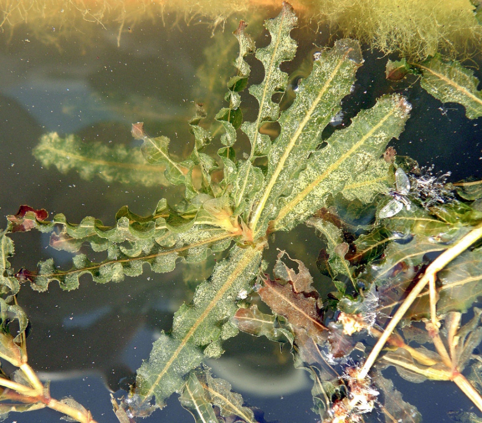 Image of Potamogeton crispus specimen.