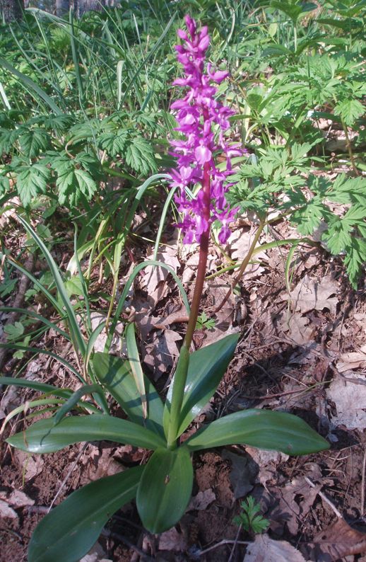 Изображение особи Orchis mascula.