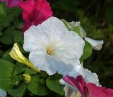Petunia &times; atkinsiana