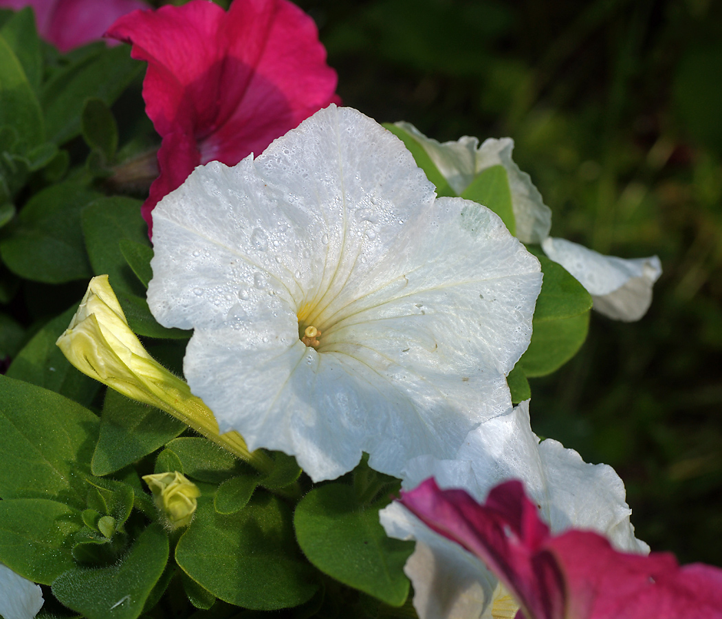 Изображение особи Petunia &times; hybrida.