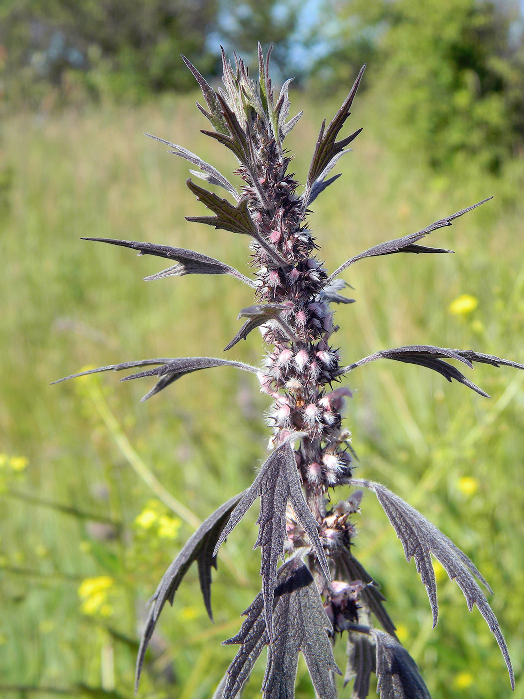 Image of Leonurus quinquelobatus specimen.