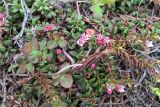 Loiseleuria procumbens