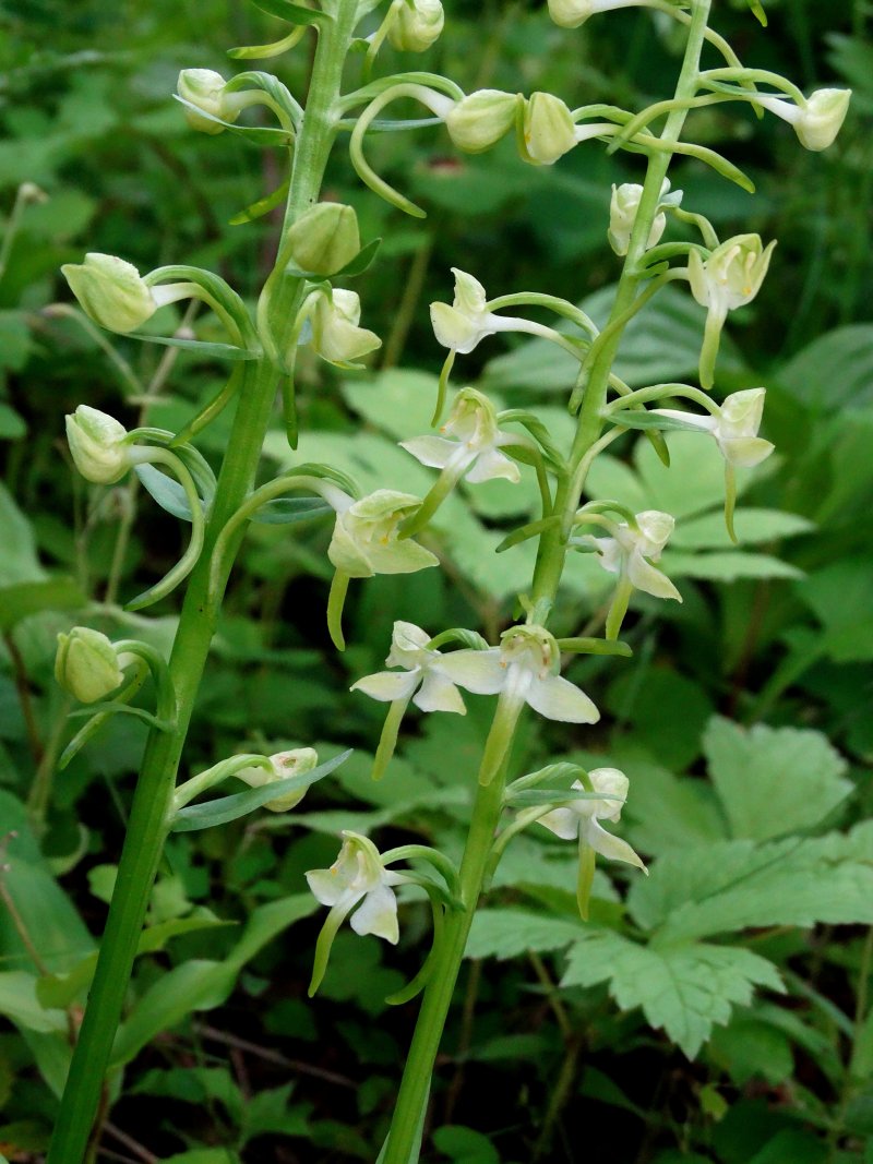 Image of Platanthera densa specimen.