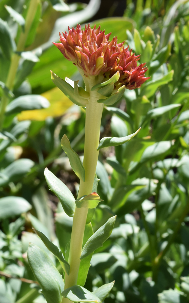 Изображение особи Rhodiola heterodonta.