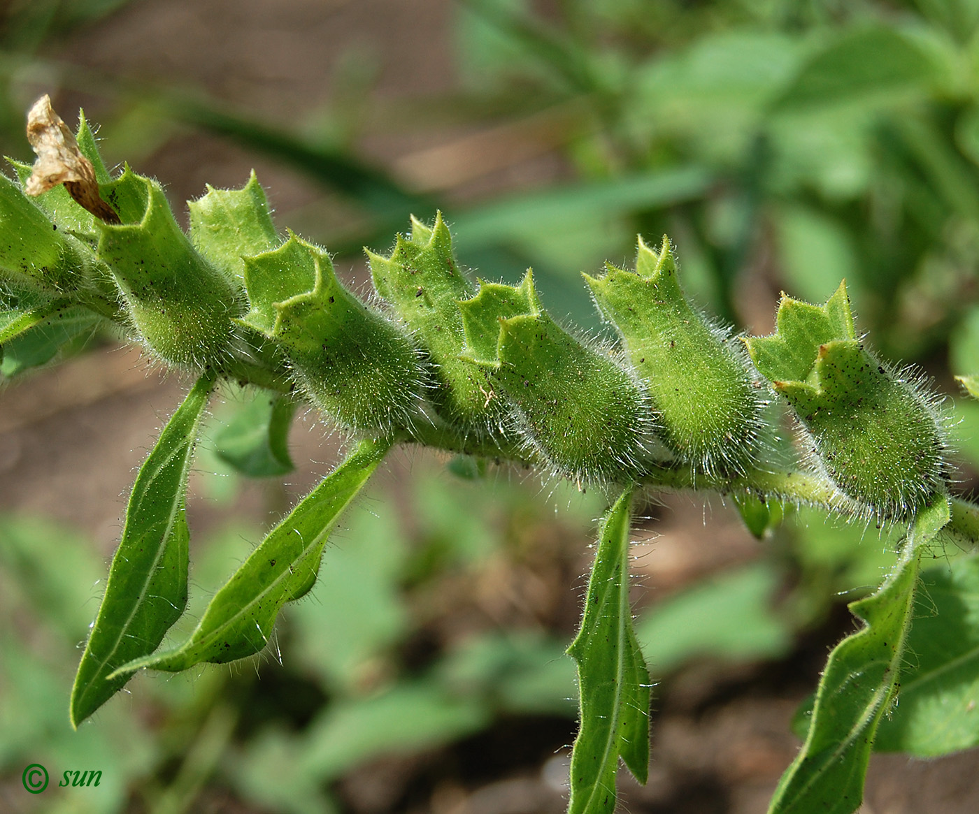 Изображение особи Hyoscyamus niger.