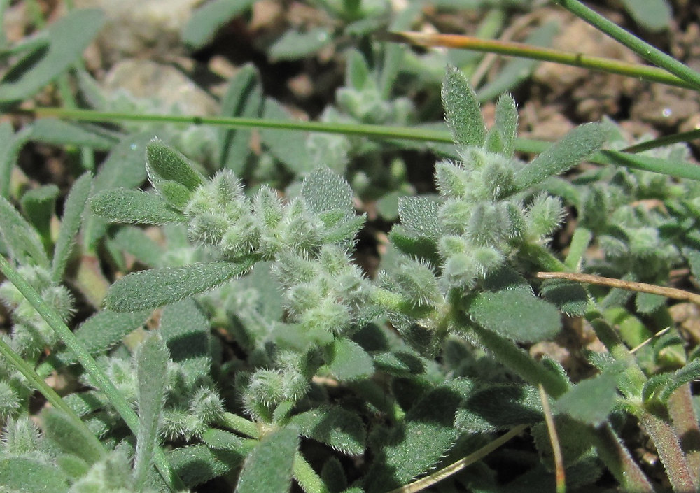 Image of Herniaria incana var. angustifolia specimen.