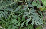 Potentilla bifurca