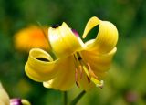 Lilium monadelphum. Цветок. Кабардино-Балкария, Эльбрусский р-н, гора Чегет, субальпийский луг (выс. около 2300 м н.у.м.). 11.07.2016.