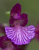 Anacamptis papilionacea. Цветок. Греция, Пелопоннес, Мессения, тропа выше влажного леса возле ущелья Фарангаки Перистерия. 29.03.2015.