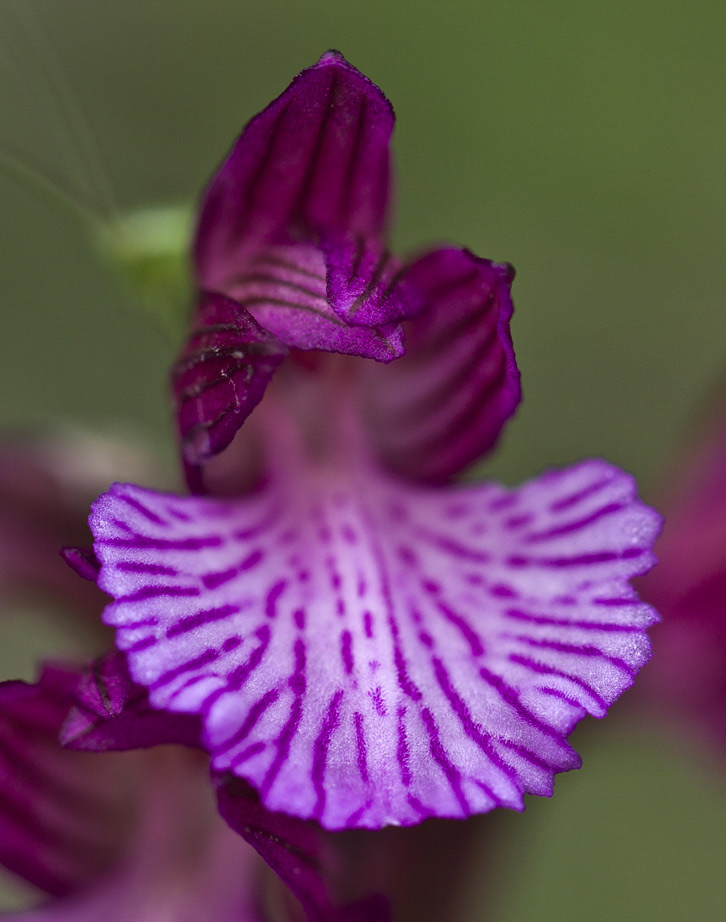 Изображение особи Anacamptis papilionacea.