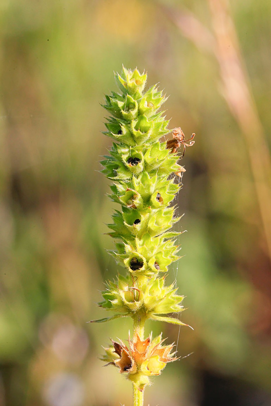 Изображение особи Stachys recta.