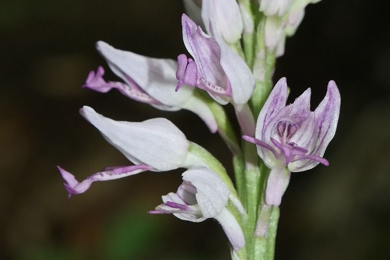 Image of Orchis militaris ssp. stevenii specimen.