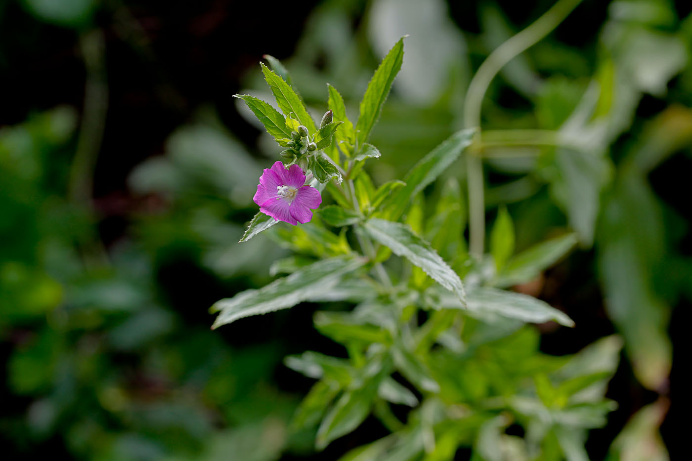 Image of Epilobium hirsutum specimen.