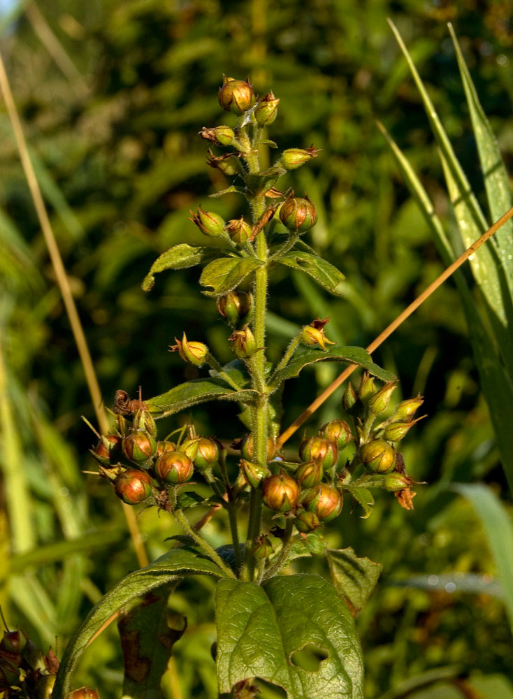 Image of Lysimachia vulgaris specimen.