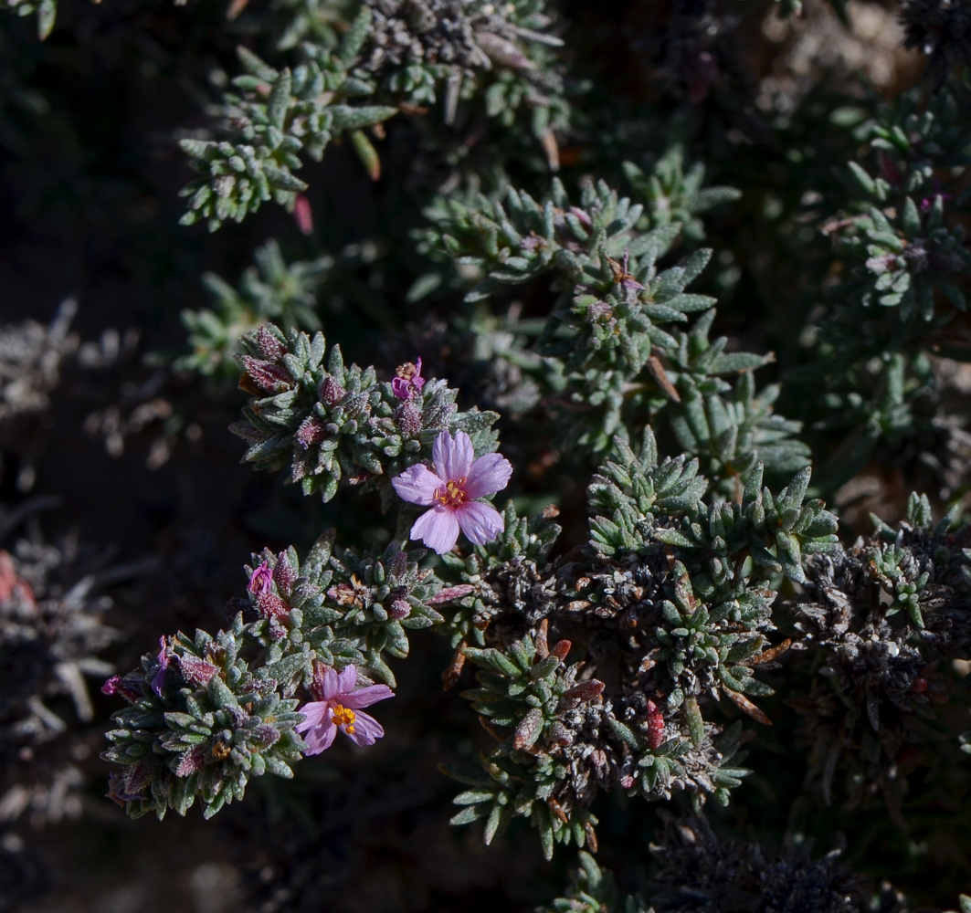 Image of Frankenia capitata specimen.